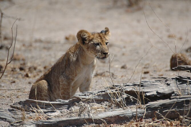 5 Days Amazing Tour to the Southern Circuit of Tanzania - The Sum Up