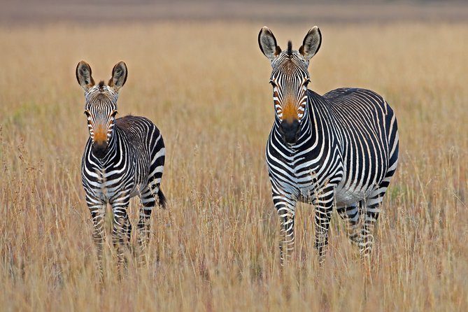 5 Days Amboseli Tsavo National Park - The Sum Up