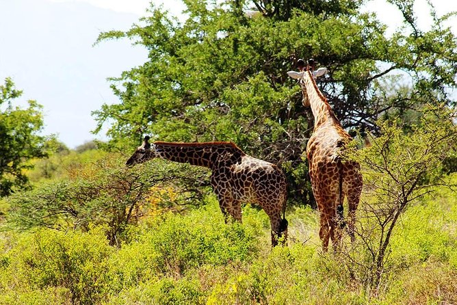 5 Days Amboseli, Tsavo West and Tsavo East National Park Safari - Good To Know