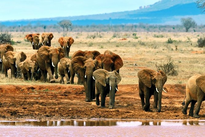 5 Days Amboseli, Tsavo West and Tsavo East National Park Safari - Tsavo West National Park Exploration