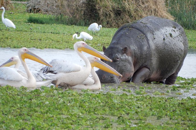 5 Days Amplified Luxury Safari in Tanzania 2021 - Frequently Asked Questions