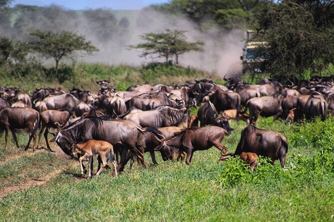 5 Days and 4 Nights Migration Calving in Serengeti National Park - Accommodations Included