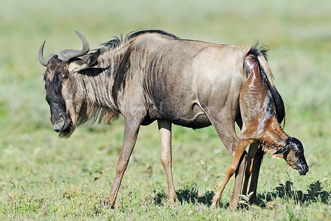 5 Days and 4 Nights Migration Calving in Serengeti National Park - Wildlife Viewing Opportunities