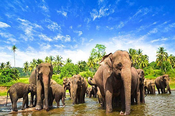 5 Days and 4 Nights Private Tour in Kandy Bentota and Colombo - FAQs