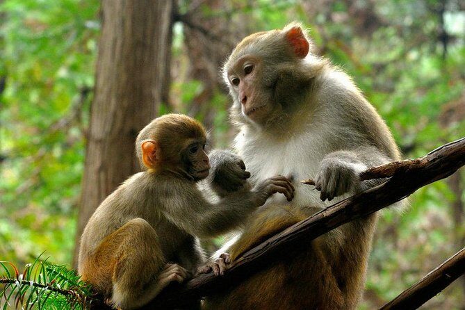 5 Days and 4 Nights Zhangjiajie and Fenghuang Private Tour - Final Thoughts