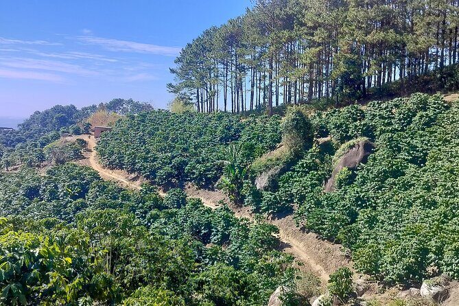 5 Days Authentic Dalat Coffee Farm & Hiking Experience - What to Expect on the Mountain Biking & Hiking Trails