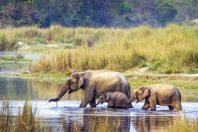 5 Days Bardia National Park Tour With Palpa Overnight Stay - Day 2: Wildlife Safari and River Activities