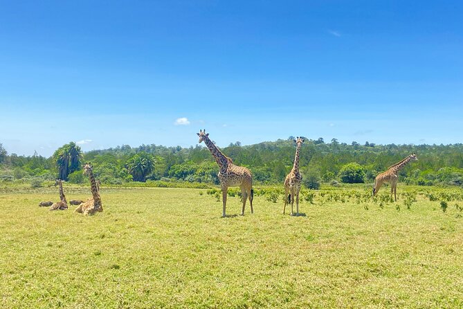 5 Days Big Five Tanzania Safaris - Serengeti, Ngorongoro Crater & Tarangire - Booking Information