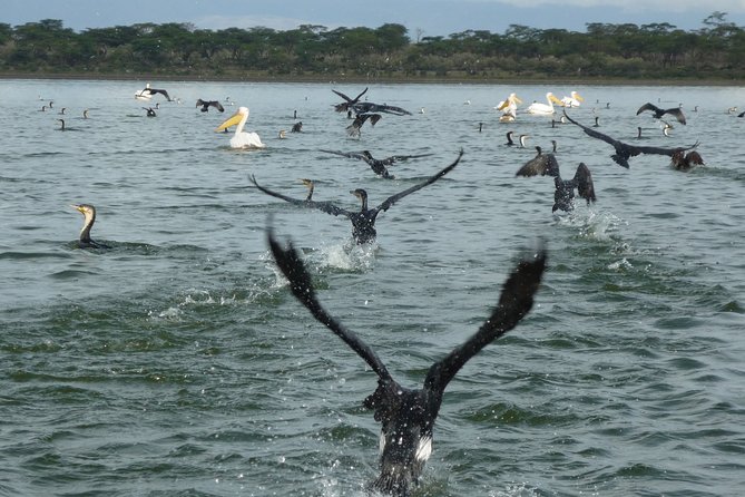 5 Days Bird Watching Safari. - Good To Know