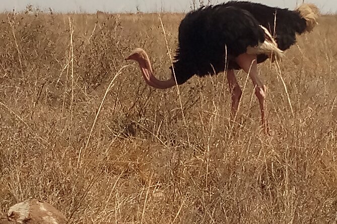 5 Days Bird Watching Safari. - Meal Arrangements