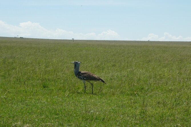 5 Days Bird Watching Safari. - Transportation Details