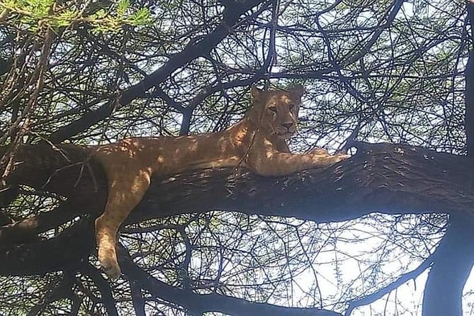 5 Days Budget Mid Range Safari Tour Tanzania - Safari Itinerary Overview