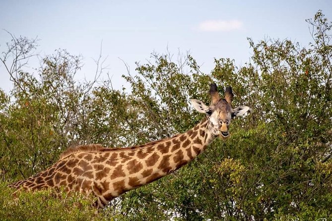 5 Days Budget Mid Range Safari Tour Tanzania - Accommodation Options