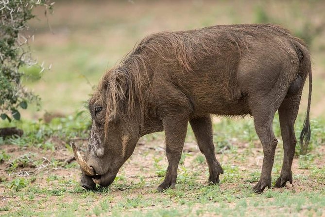 5 Days Budget Mid Range Safari Tour Tanzania - Pricing and Guarantee