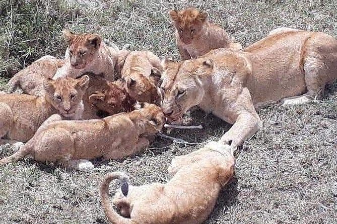 5 Days Budget Mid Range Safari Tour Tanzania - Booking and Cancellation Policy