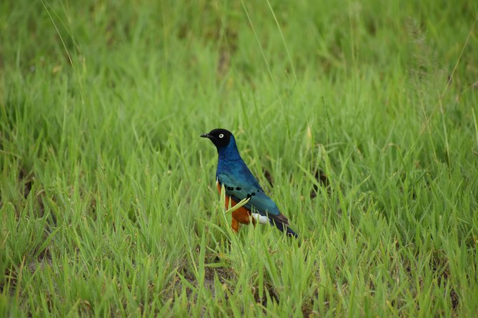 5 DAYS BUDGET SAFARI ( Tarangire, Ngorongoro Crater & Serengeti National Parks) - The Sum Up