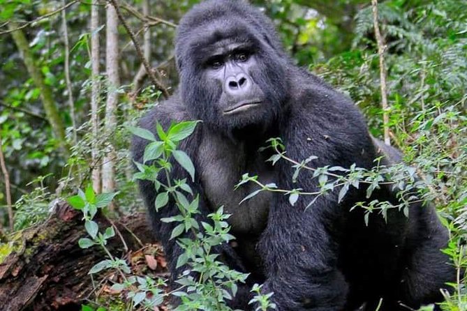 5-Days Bwindi NP & Kibale NP Tour in Uganda - Review Information