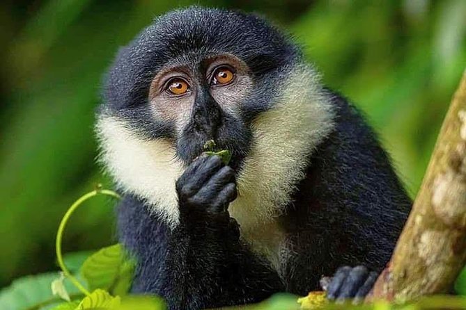 5-Days Bwindi NP & Kibale NP Tour in Uganda - Pickup Details