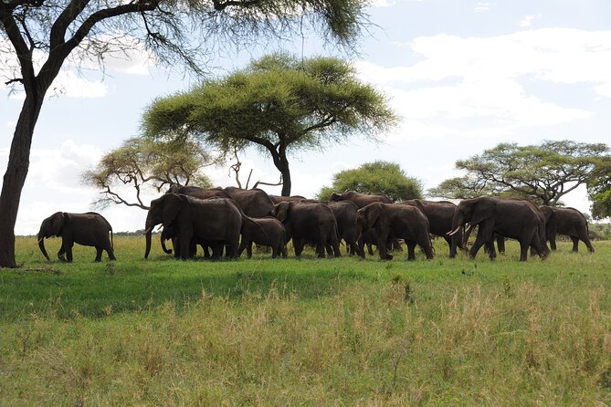 5-Days Camping Safari With Serengeti, Ngorongoro, Lake Manyara & Tarangire N.P - Pickup and Transportation Details