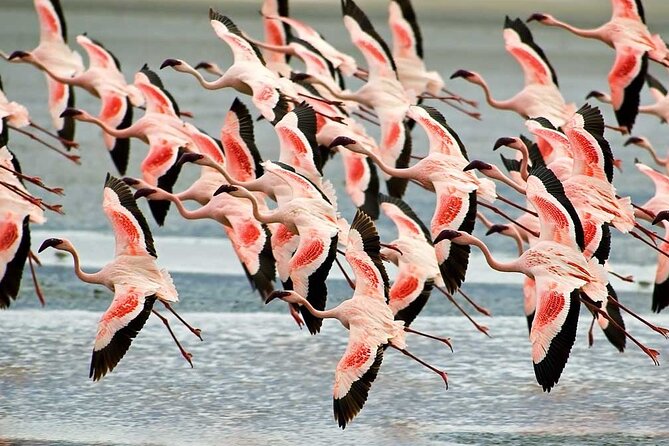 5-Days Camping Safari With Serengeti, Ngorongoro, Lake Manyara & Tarangire N.P - Frequently Asked Questions