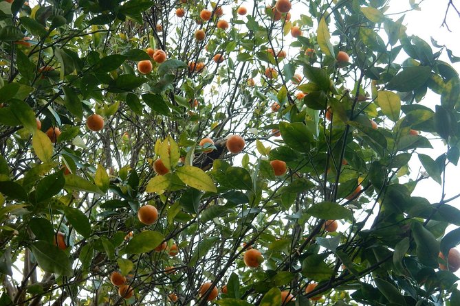 5 Days Chepang Hill Trek From Kathmandu - Meeting and Pickup Details