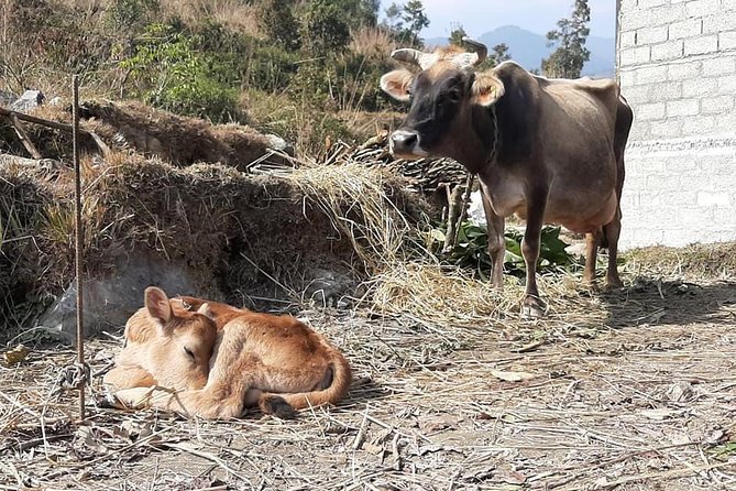 5 Days Exclusive Exposure To Learn Ancient Rural Farming Near Pokhara Valley - Day 2: Orientation Session