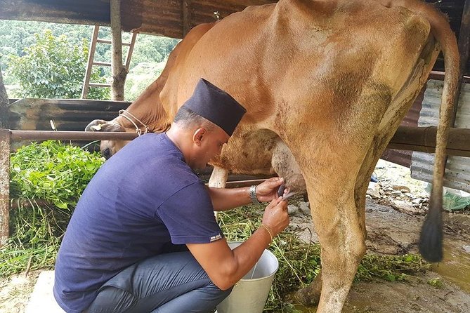 5 Days Exclusive Exposure To Learn Ancient Rural Farming Near Pokhara Valley - Day 4: Repeat of Day 3
