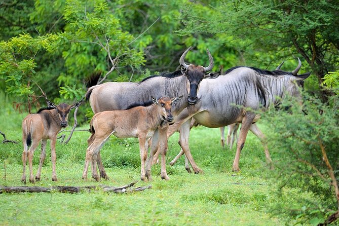 5 Days Fantastic Tanzania Lodge Safaris - Itinerary Highlights