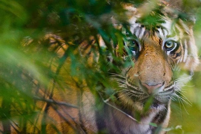 5 Days Golden Triangle Tour and Ranthambore Wildlife Safari - Itinerary Details