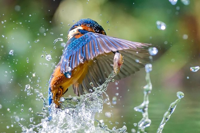 5 Days Golden Triangle Tour With Bird Watching{Delhi Agra Jaipur Bharatpur Tour} - Transportation Logistics