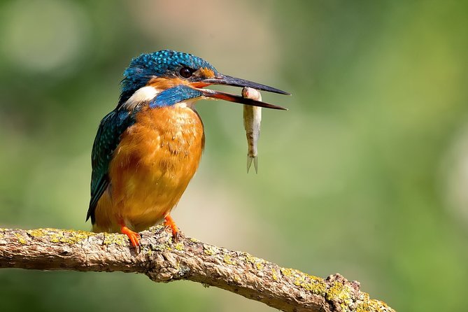 5 Days Golden Triangle Tour With Bird Watching{Delhi Agra Jaipur Bharatpur Tour} - Customer Reviews