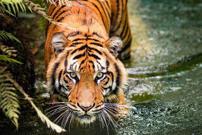 5 Days Golden Triangle With Ranthambore (Delhi Agra Jaipur Ranthambore Tour) - Itinerary Details