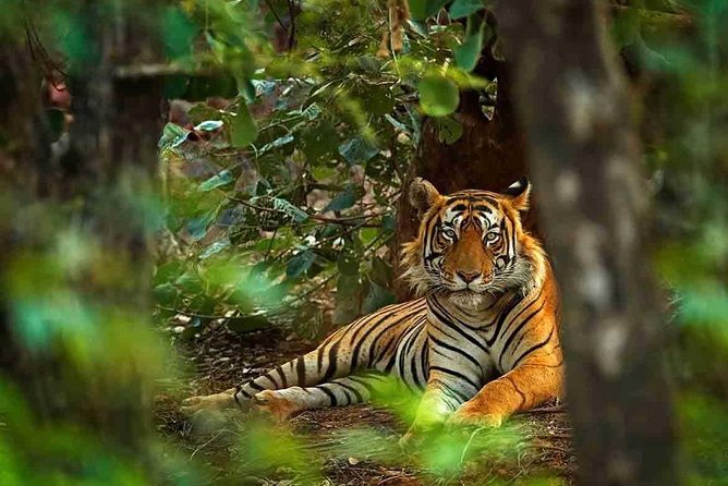 5 Days Golden Triangle With Ranthambore Tiger Safari - Transportation Details