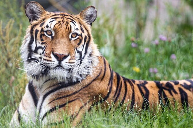 5 Days Golden Triangle With Ranthambore Wildlife - A Deep Dive into the Experience