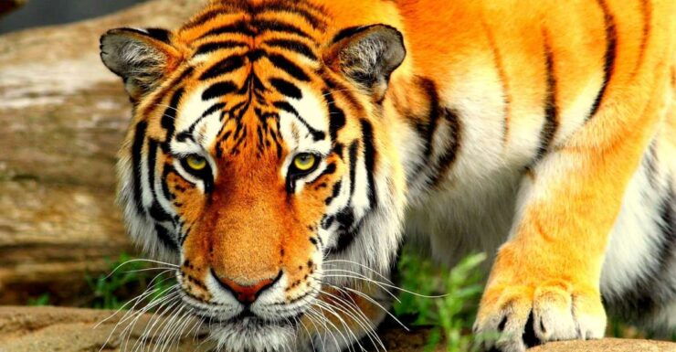 5 Days Golden Triangle With Tiger Safari & Bird Sanctuary - Day 2: Agra to Ranthambore - Taj Mahal and Bird Sanctuary