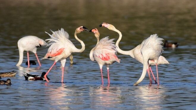 5 Days Golden Triangle With Tiger Safari & Bird Sanctuary - Day 5: Jaipur - Forts, Palaces, and Astronomical Marvels
