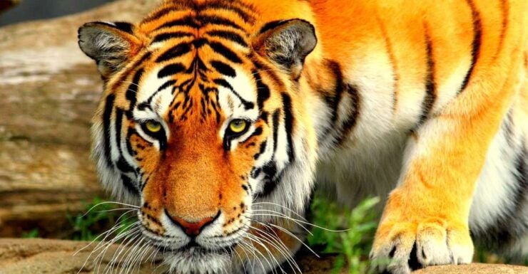 5 Days Golden Triangle With Tiger Safari & Bird Sanctuary - Day 2: Agra to Ranthambore - Taj Mahal and Bird Sanctuary