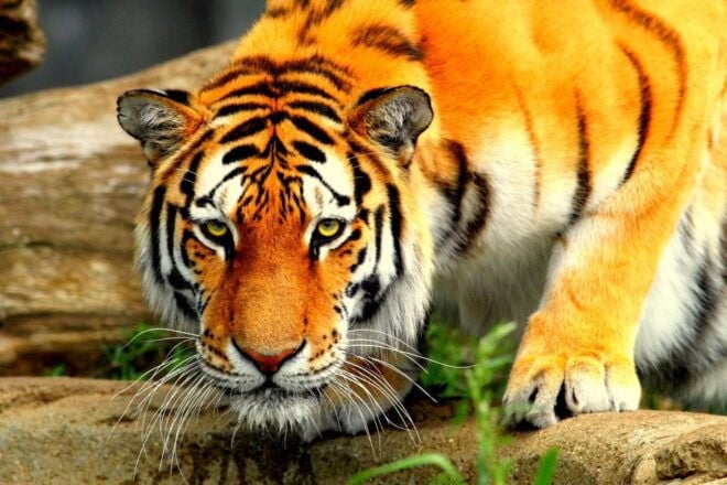 5 Days Golden Triangle With Tiger Safari & Bird Sanctuary - Day 3: Ranthambore - Tiger Safaris and Wildlife