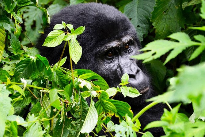 5 Days Gorilla & Wildlife Safari in Uganda - The Sum Up