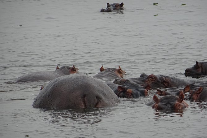 5 Days Gorillas and Lion Tour in Uganda - Accommodations