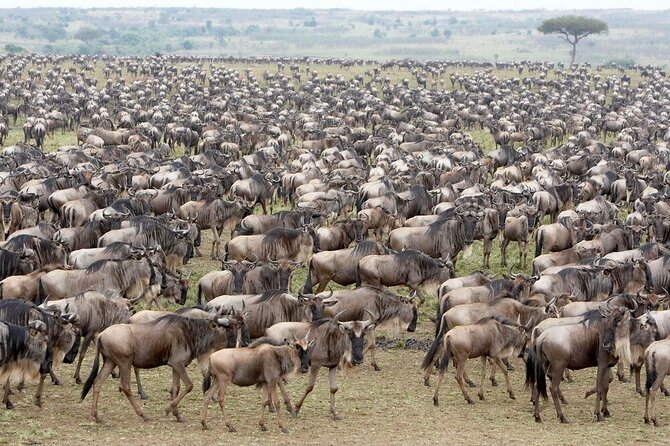 5 Days Great Wildebeest Migration Spectacle Safari Tour - Good To Know