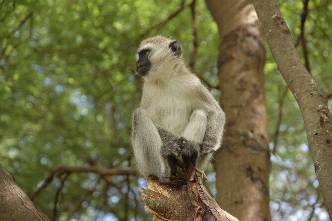 5 Days in the Wild & a Day Hike Around Materuni Waterfall. - The Sum Up