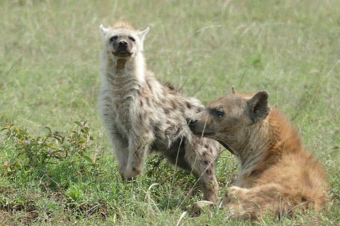 5 Days in to the Heart of Serengeti - Accommodations and Transport