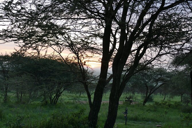 5 Days in to the Heart of Serengeti - Price and Reviews