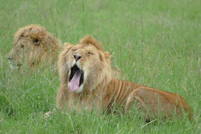 5 Days in to the Heart of Serengeti - The Sum Up