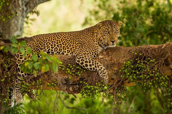 5 Days Kenya Masai Mara and Lake Nakuru Private Tour - Tour Itinerary