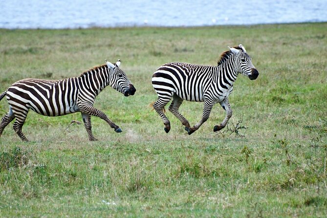 5 Days Kenya Safari Masai Mara, Lake Nakuru, Lake Naivasha - Frequently Asked Questions