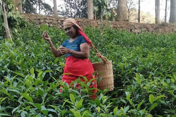 5 Days Kerala Luxury Tour Hills Beaches Houseboat and Heritage - The Sum Up