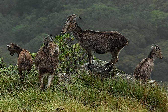 5 Days Kerala Tour Package With 4 Star Stays & Private Houseboat - A Deep Dive into the 5-Day Kerala Tour Experience