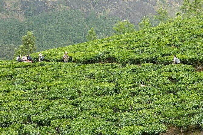 5 Days Kerala Tour with Private Car Houseboat Munnar and Thekkady - Who Should Consider This Tour?
